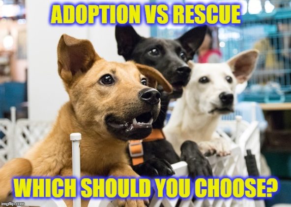 Dog Rescue Vs. Adoption: What Should You Choose?