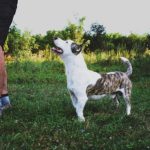 dreamstime_xxl_126194034