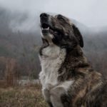 dreamstime_xxl_84935985