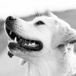 pet-photography-1551699_1280