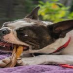 dog chew