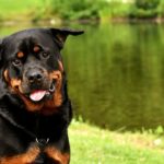 rottweiler-3478955_640