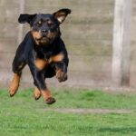 rottweiler-750550_640