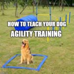 Dog Agility Training Dog Parent Academy