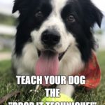 Dog Parent Academy – Dog Drop It