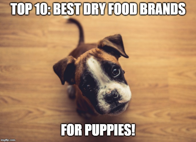 best rated puppy food 2019