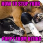 DPA Puppy Biting