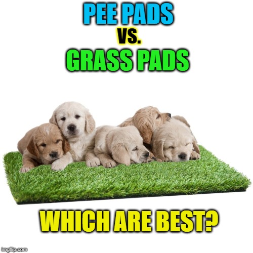 best puppy pads 2018