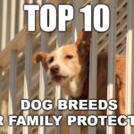 TOP 10 Dog Breeds FP DPA