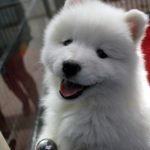 puppy-17473_640