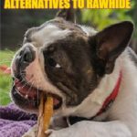 top 10 rawhide alternative dog parent academy